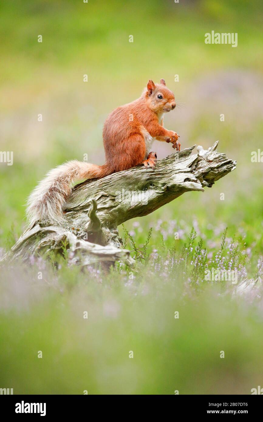 European red squirrel, Eurasian red squirrel (Sciurus vulgaris), sits on a tree snag, Switzerland Stock Photo