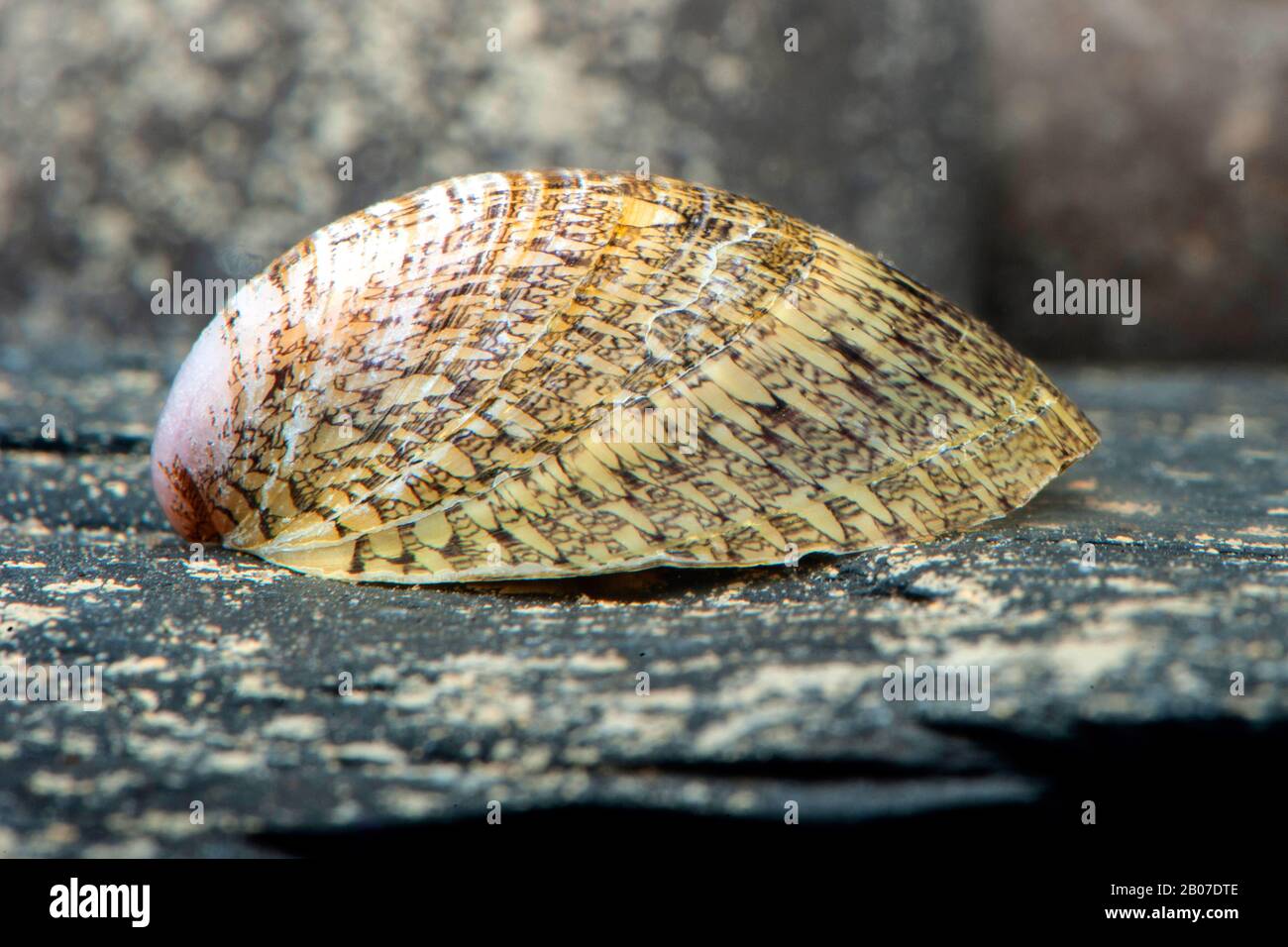 Freshwater Snail (Septaria porcellana), on a stone under water Stock Photo