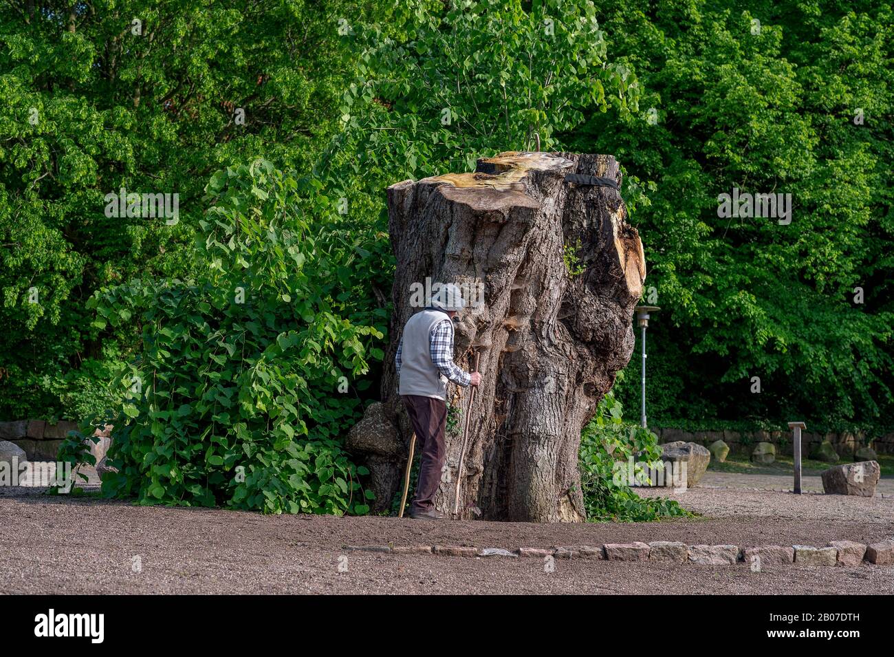 small-leaved lime, littleleaf linden, little-leaf linden (Tilia cordata), old man at tree trunk of felled lime tree Bordesholmer Linde, Germany, Schleswig-Holstein, Bordesholm Stock Photo