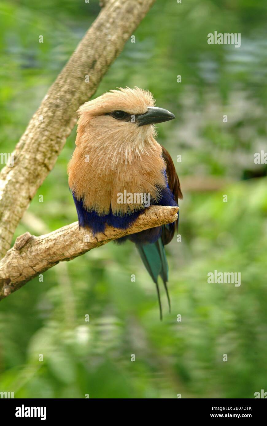 blue-bellied roller (Coracias cyanogaster), perching on a branch Stock Photo