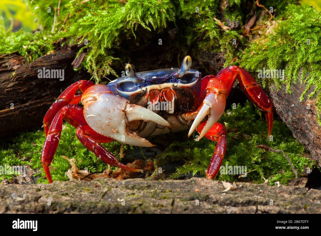 rainbow crab, West African rainbow crab (Cardisoma armatum), in terrarium Stock Photo