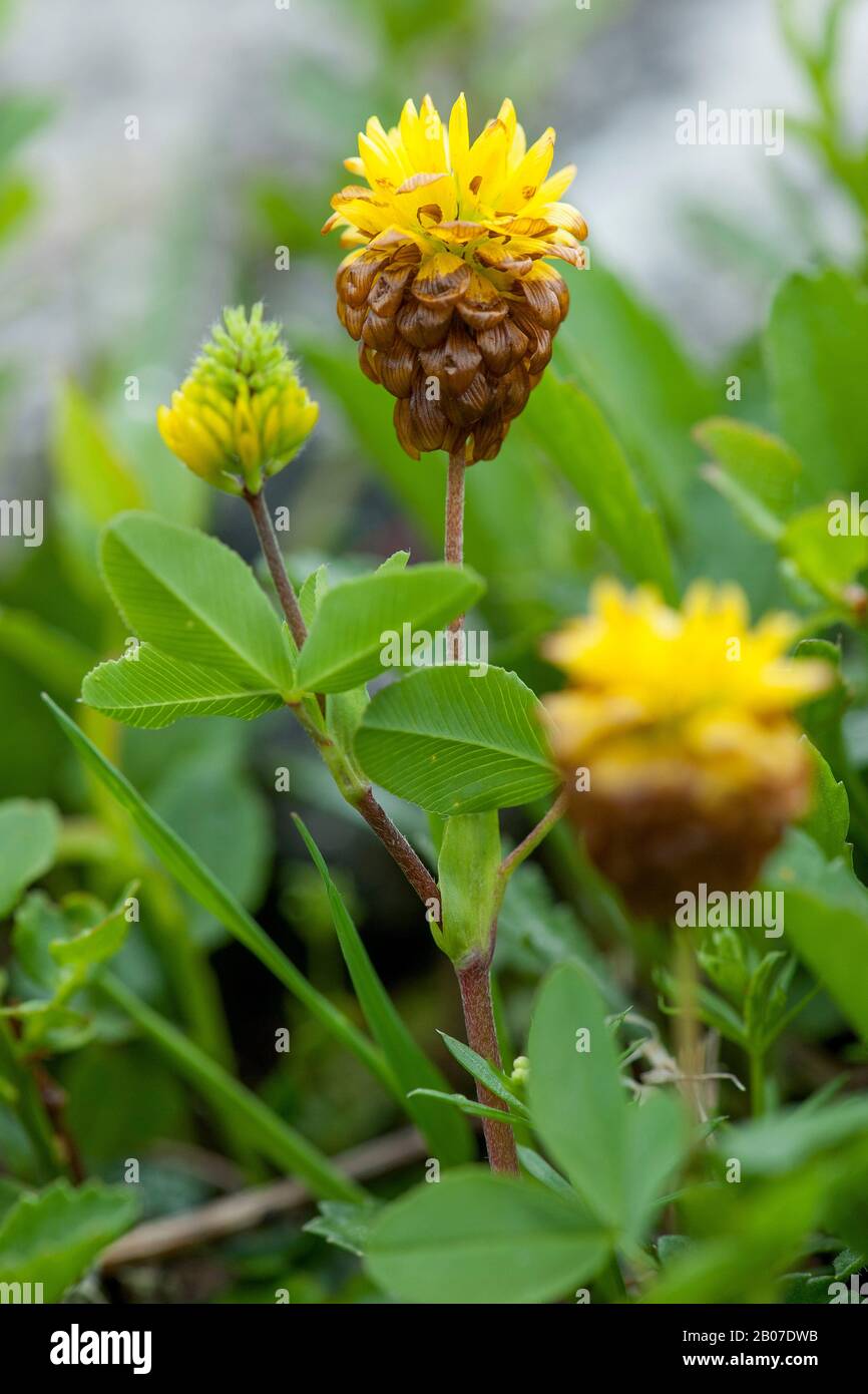 brown clover (Trifolium badium), blooming, Austria, Kleinwalsertal Stock Photo