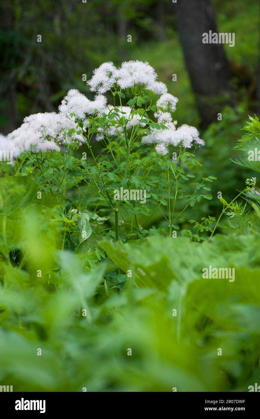 Greater meadow-rue, Columbine meadow-rue, French meadow-rue (Thalictrum aquilegiifolium), blooming, Austria, Voralberg, Kleinwalsertal Stock Photo