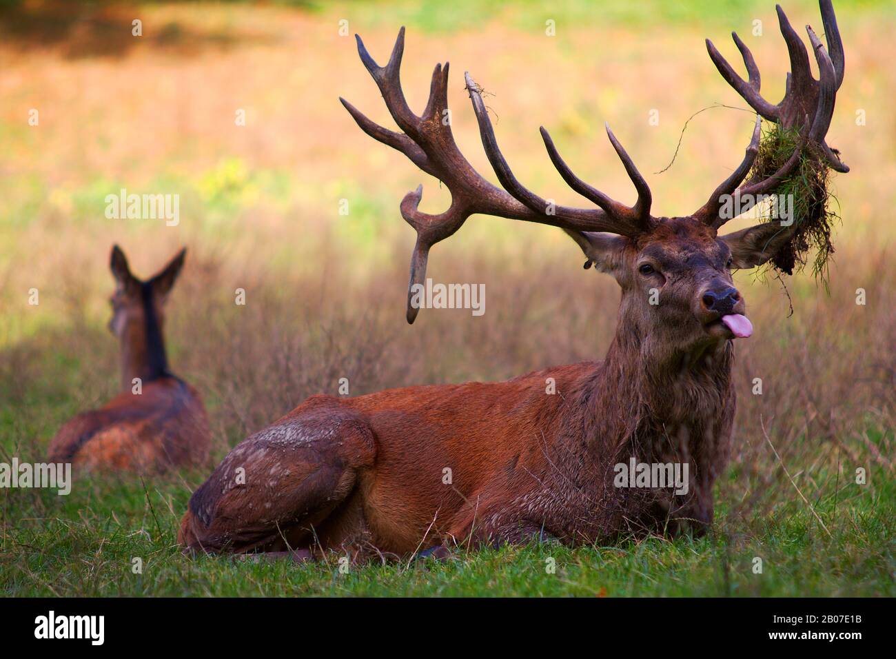 red deer (Cervus elaphus), lying stag in rutting season, Germany Stock Photo Alamy
