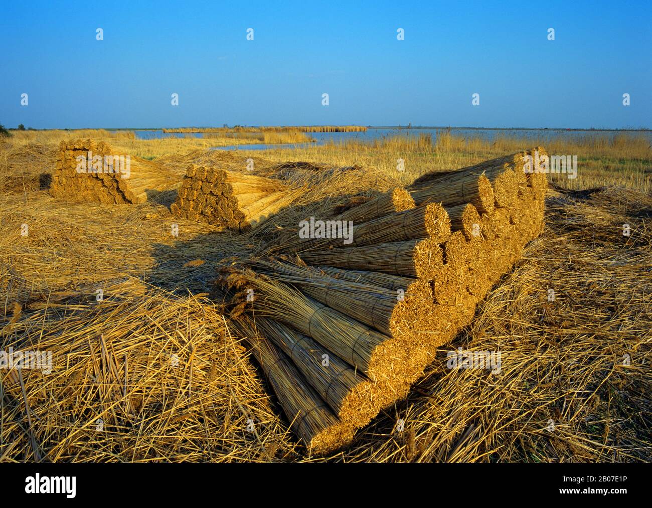 cutted reed, Austria, Burgenland, Apetlon Stock Photo