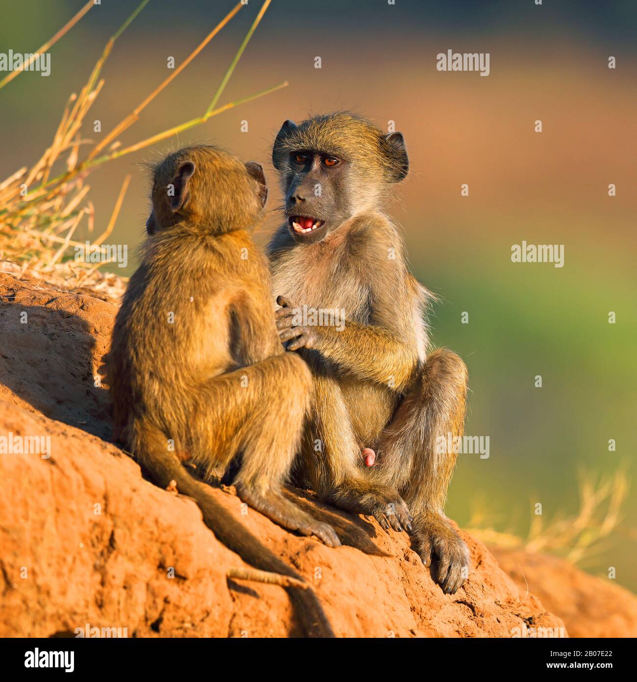 Chacma baboon, anubius baboon, olive baboon (Papio ursinus, Papio cynocephalus ursinus), quarreling pups, South Africa, Mpumalanga, Kruger National Park Stock Photo