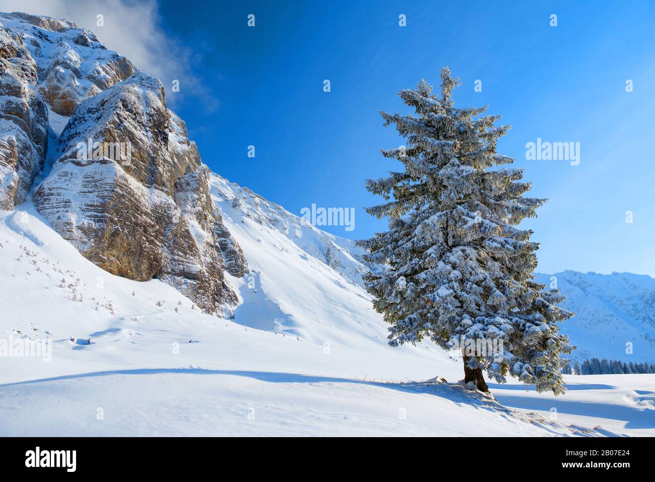 Norway spruce (Picea abies), snow covered spruce, Switzerland, Schwaegalp Stock Photo