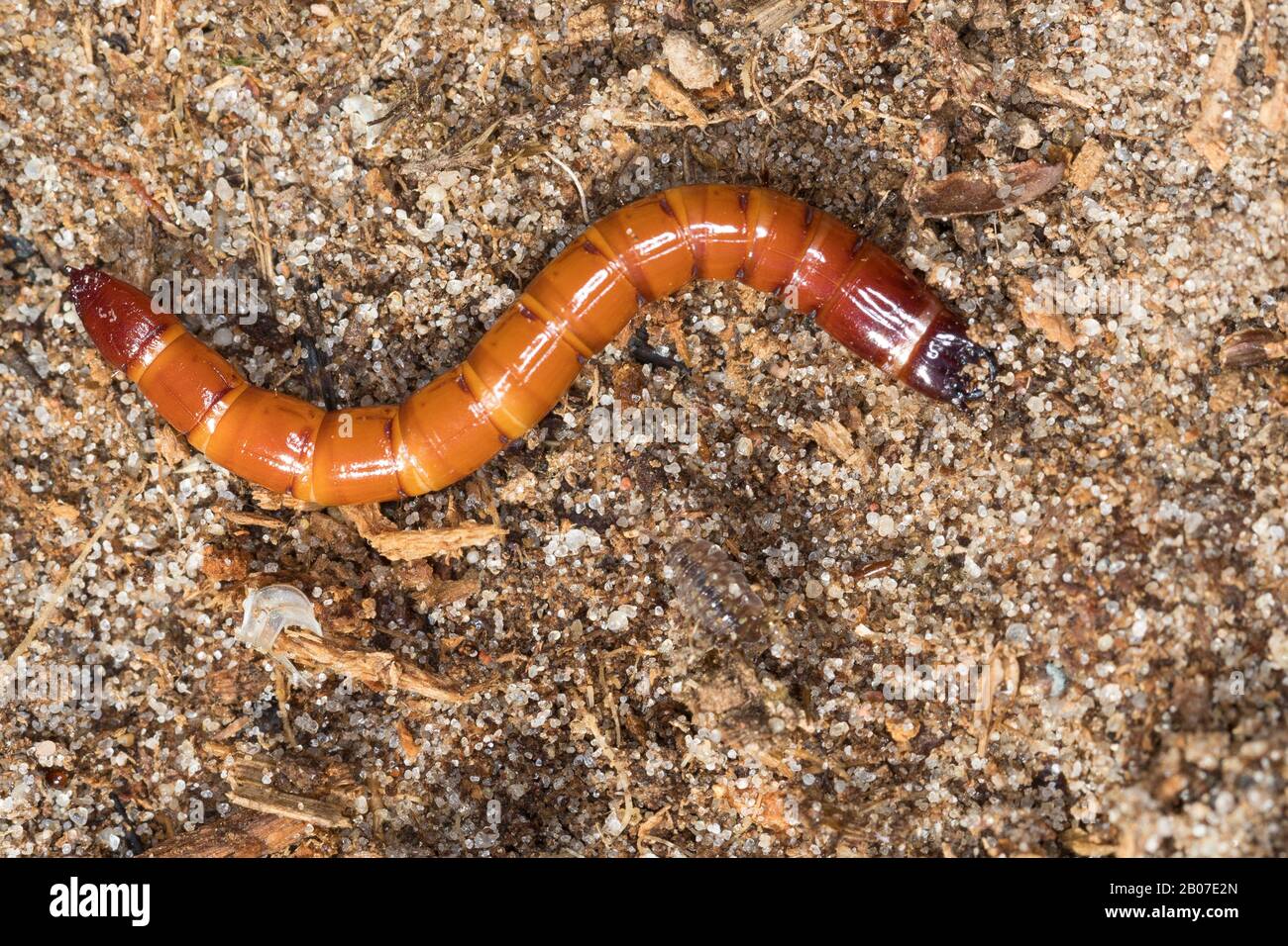 click beetles (Elateridae), larva, Germany Stock Photo