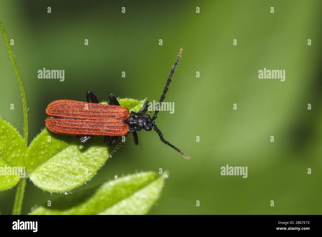 Net-winged beetle (Lygistopterus sanguineus), sits on a leaf, Germany Stock Photo