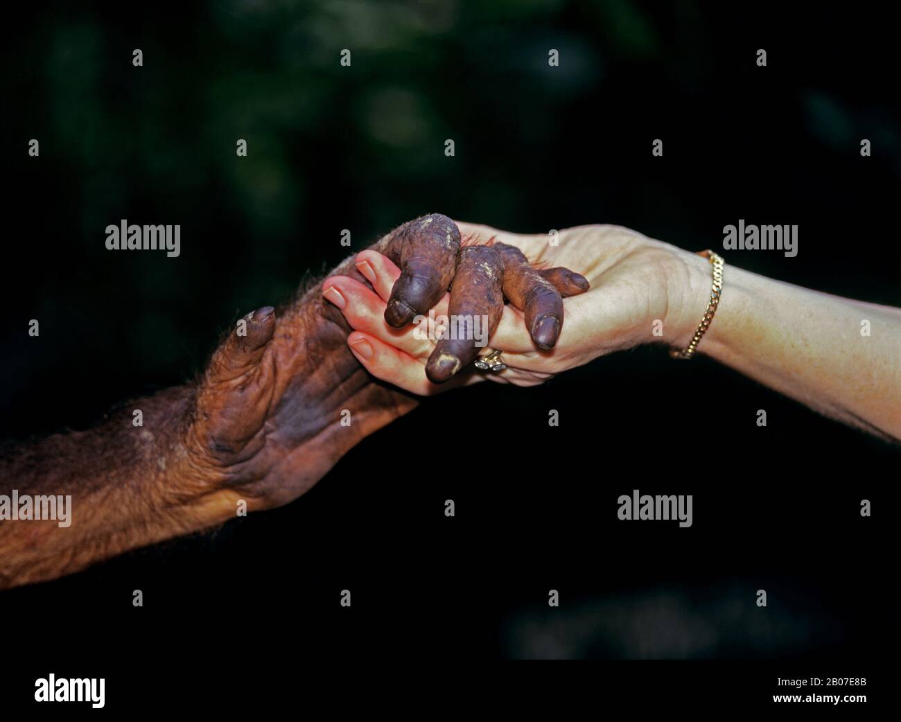 Bornean orangutan (Pongo pygmaeus pygmaeus), orangutan and human shaking hands, reintroduction project, Malaysia, Borneo Stock Photo