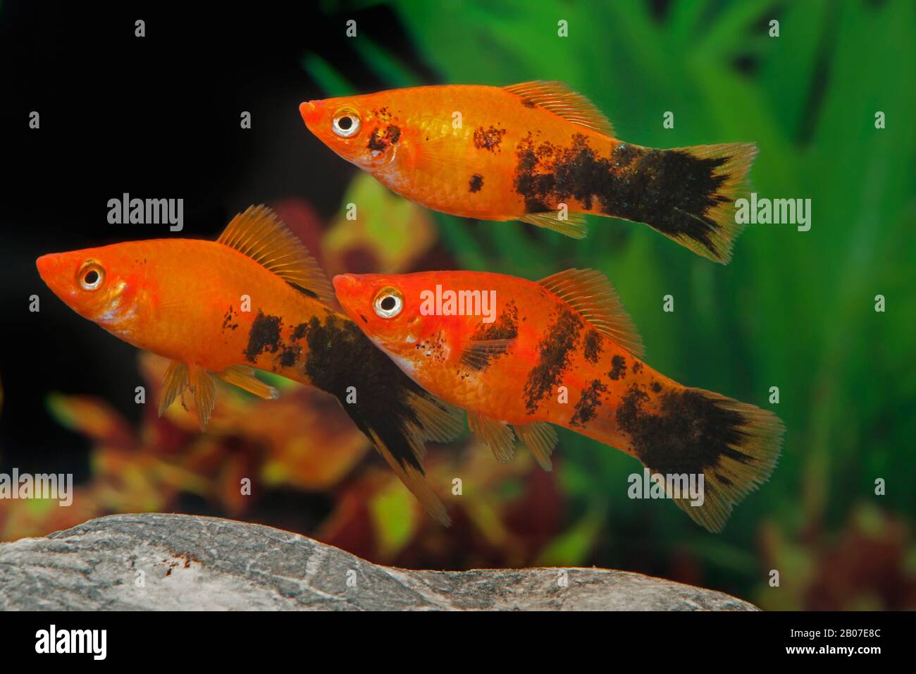 green swordtail (Xiphophorus helleri), breeding form Marmor Stock Photo