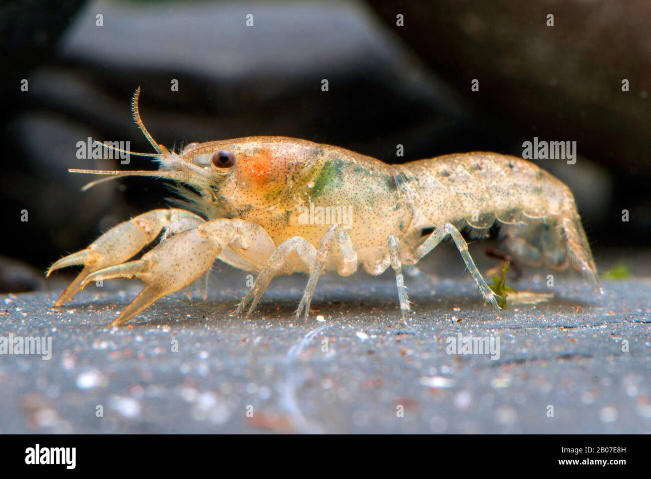 Dwarf Crayfish (Cambarellus Alabama), Alabama Stock Photo