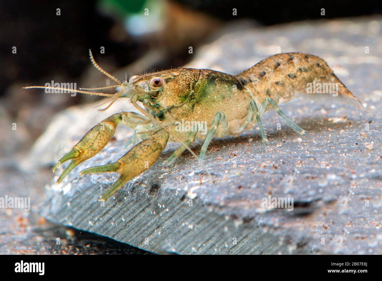 Dwarf Crayfish (Cambarellus Alabama), Alabama Stock Photo