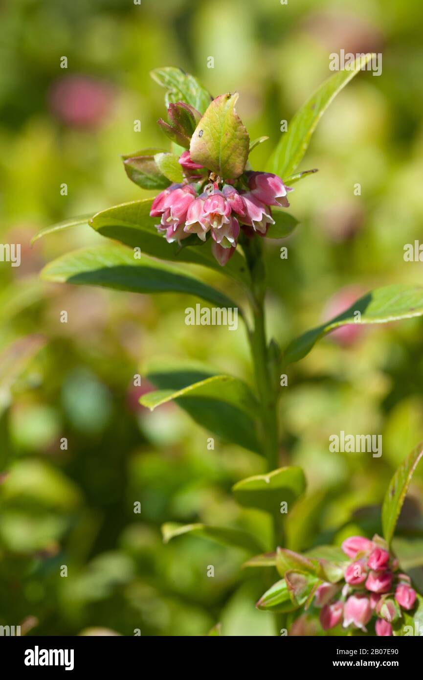 Hybrid Bilberry (Vaccinium x intermedium, Vaccinium intermedium), blooming Stock Photo