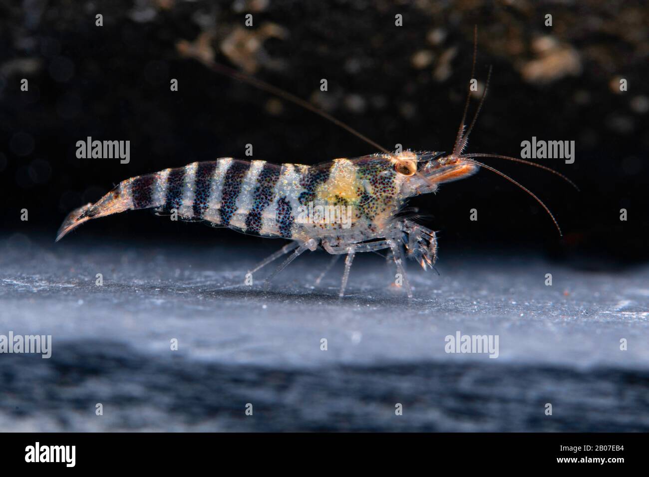 Blue Dwarf Shrimp (Caridina babaulti), in aquarium Stock Photo