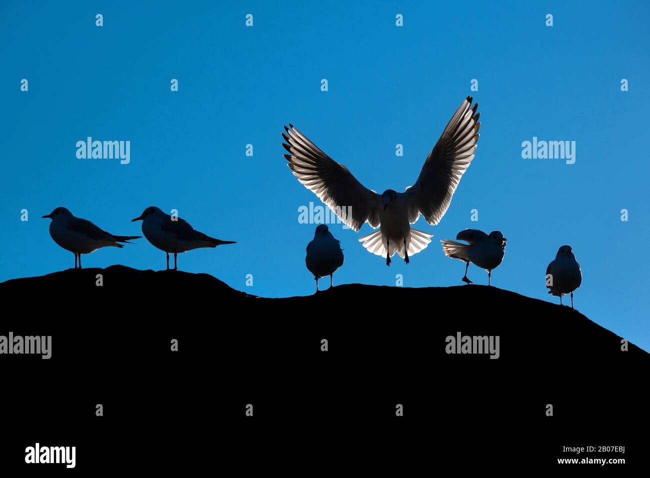 black-headed gull (Larus ridibundus, Chroicocephalus ridibundus), group in backlight, Germany Stock Photo