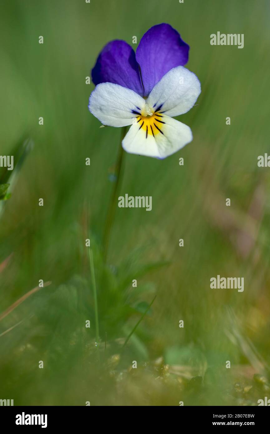 Heartsease, Heart's ease, Heart's delight, Tickle-my-fancy, Wild pansy, Jack-jump-up-and-kiss-me, Come-and-cuddle-me, Three faces in a hood, Love-in-idleness (Viola tricolor), flower, Germany Stock Photo