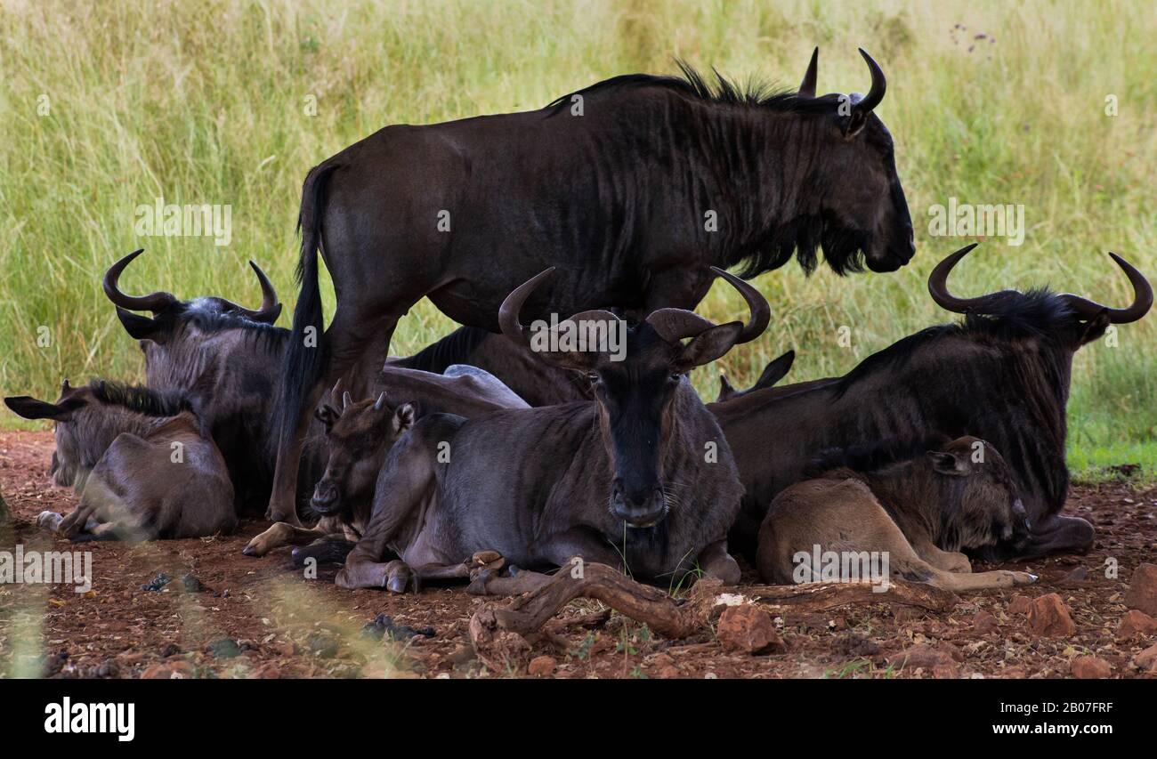 Black wildebeest hi-res stock photography and images - Alamy