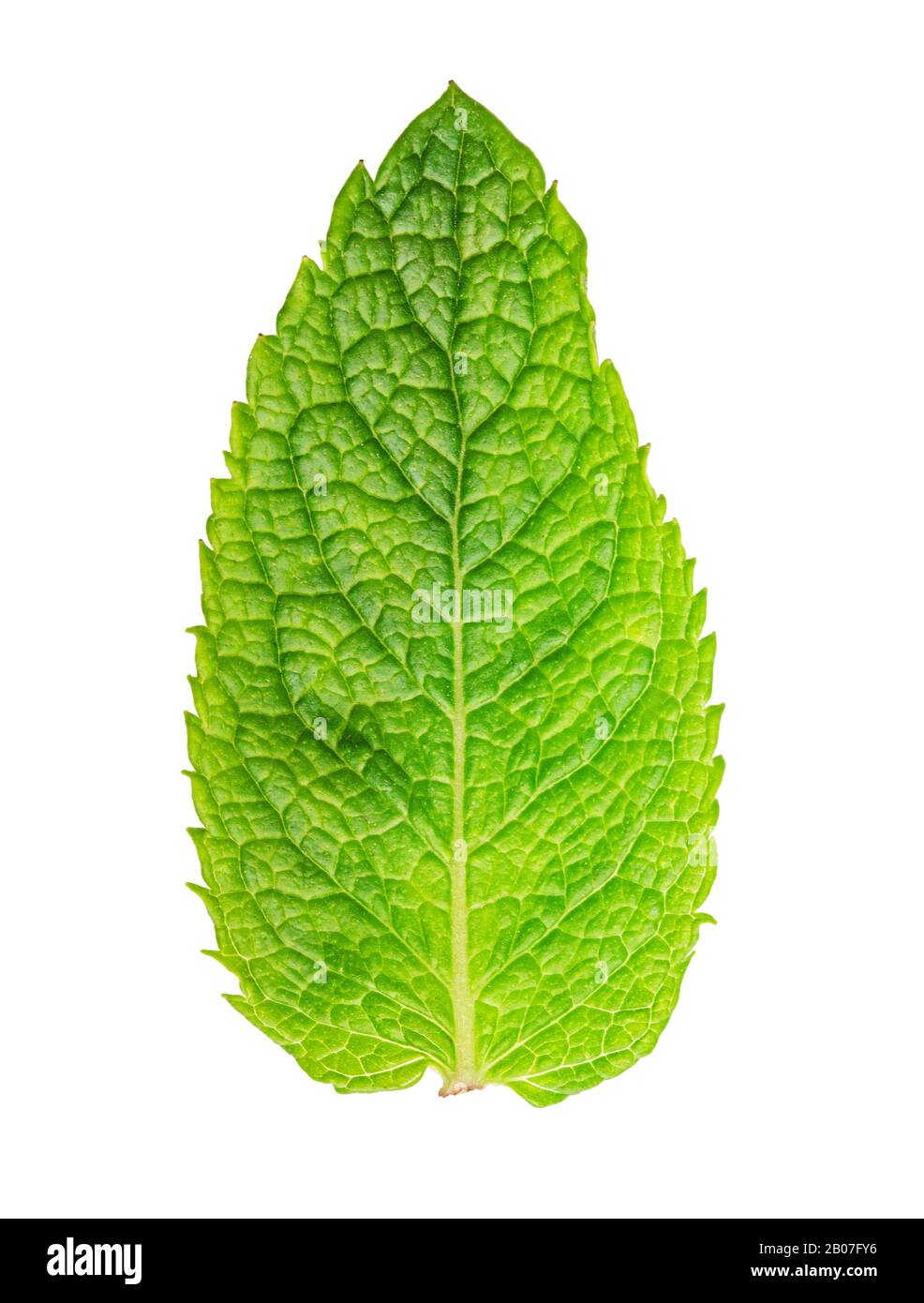 Fresh green mint isolated on white background Stock Photo