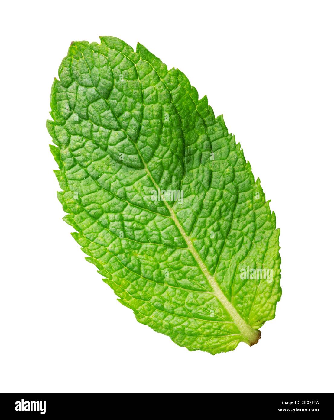 Fresh green mint isolated on white background Stock Photo