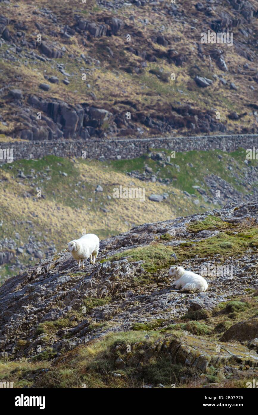 A pair of welsh sheep on the slopes of Snowdon on a spring morning with road in the background Stock Photo