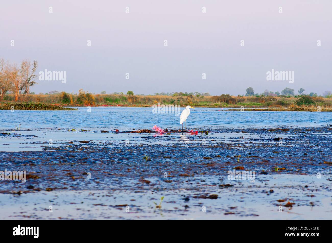 White Egret bird hunting fish by standing on water plant bush at lotus lake Nong Harn in Udonthani - Thailand Stock Photo