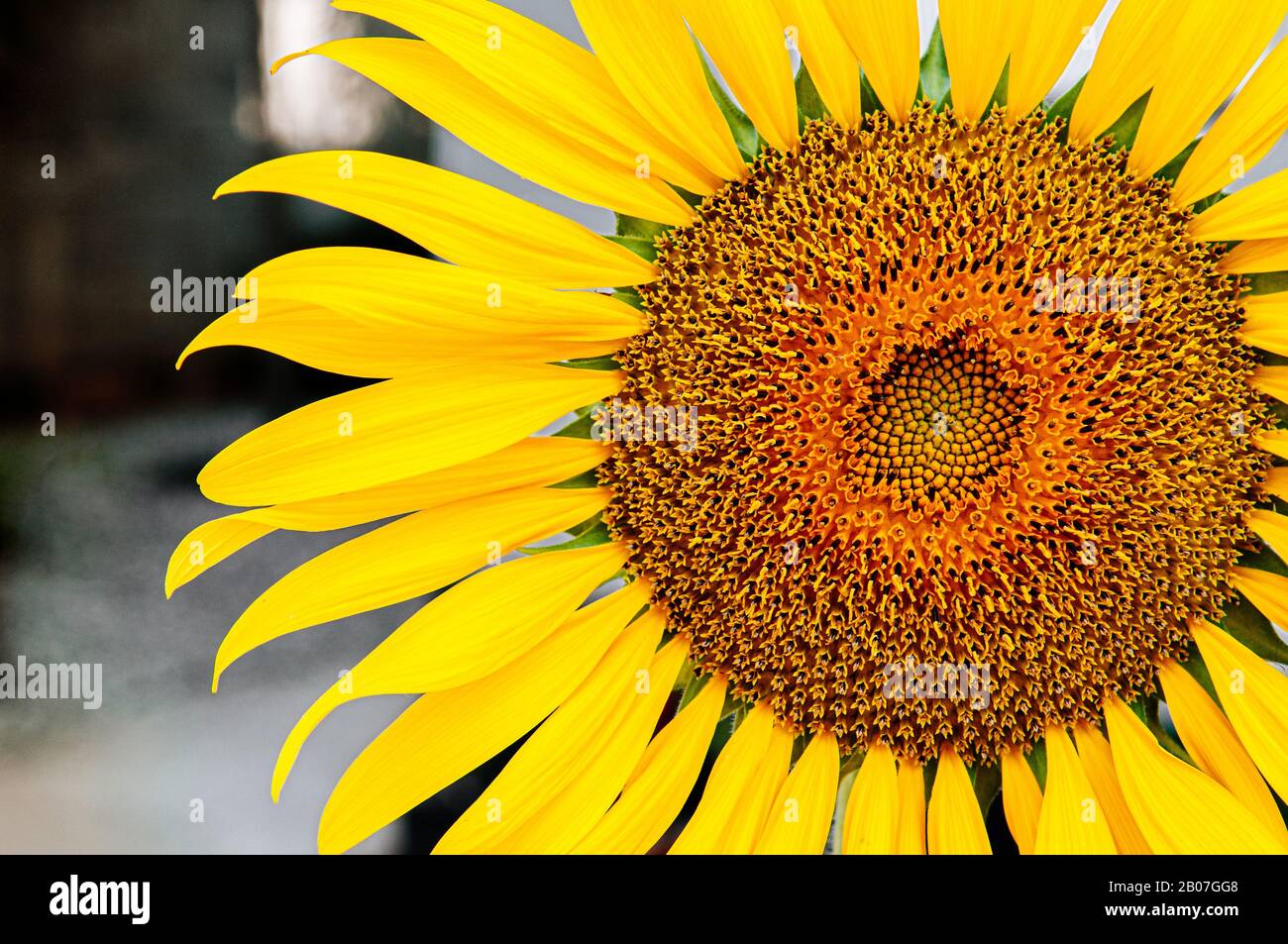Macro close up details of golden yellow sunflower disk floret and ray floret petals. Nature plant background with text space on one side. Stock Photo