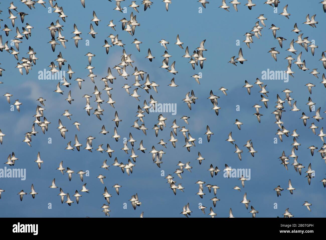 Sanderlings In Flight High Resolution Stock Photography and Images - Alamy