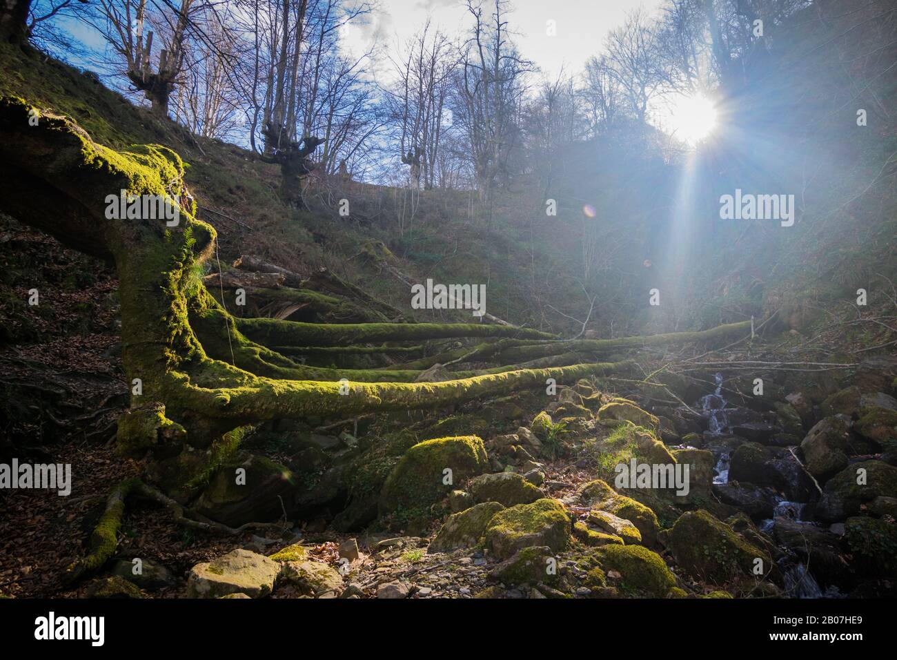 Wide view fallen tree hi-res stock photography and images - Alamy