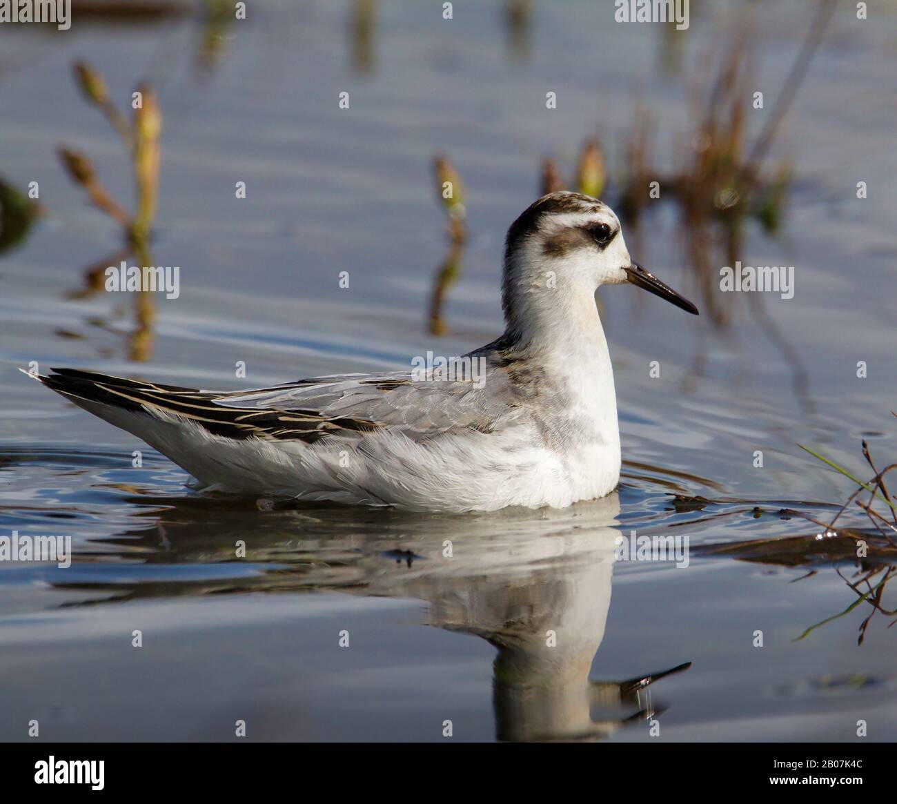 Grey Phalarope, Phalaropus fulicarius, In Winter Plumage Hunting For Food In The Shallows. Taken at Stanpit Marsh Christchurch UK Stock Photo