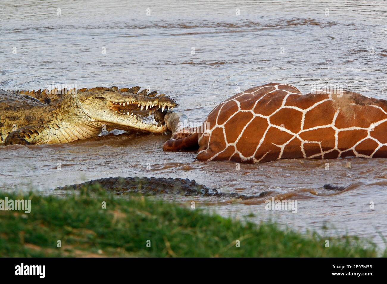 Крокодил жираф. Крокодил жираф. Жирафы на водопое. Жирафы и слоны. Жирафовый крокодил.