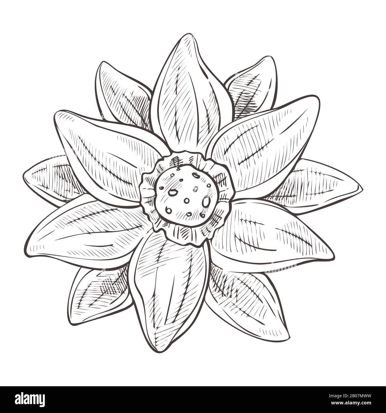 Lotus flower aquatic plant hand drawn sketch illustration Stock Vector