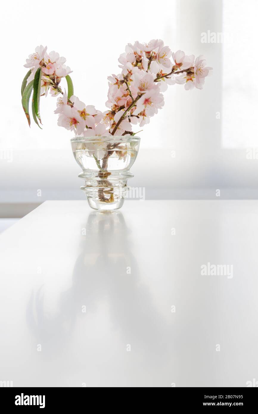 Glass vase with almond flowers on a white background Stock Photo - Alamy