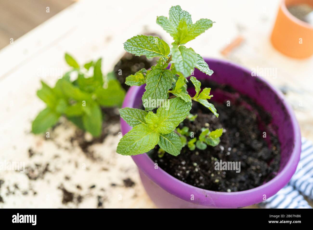 Planting mint plant into a small planting pot Stock Photo Alamy
