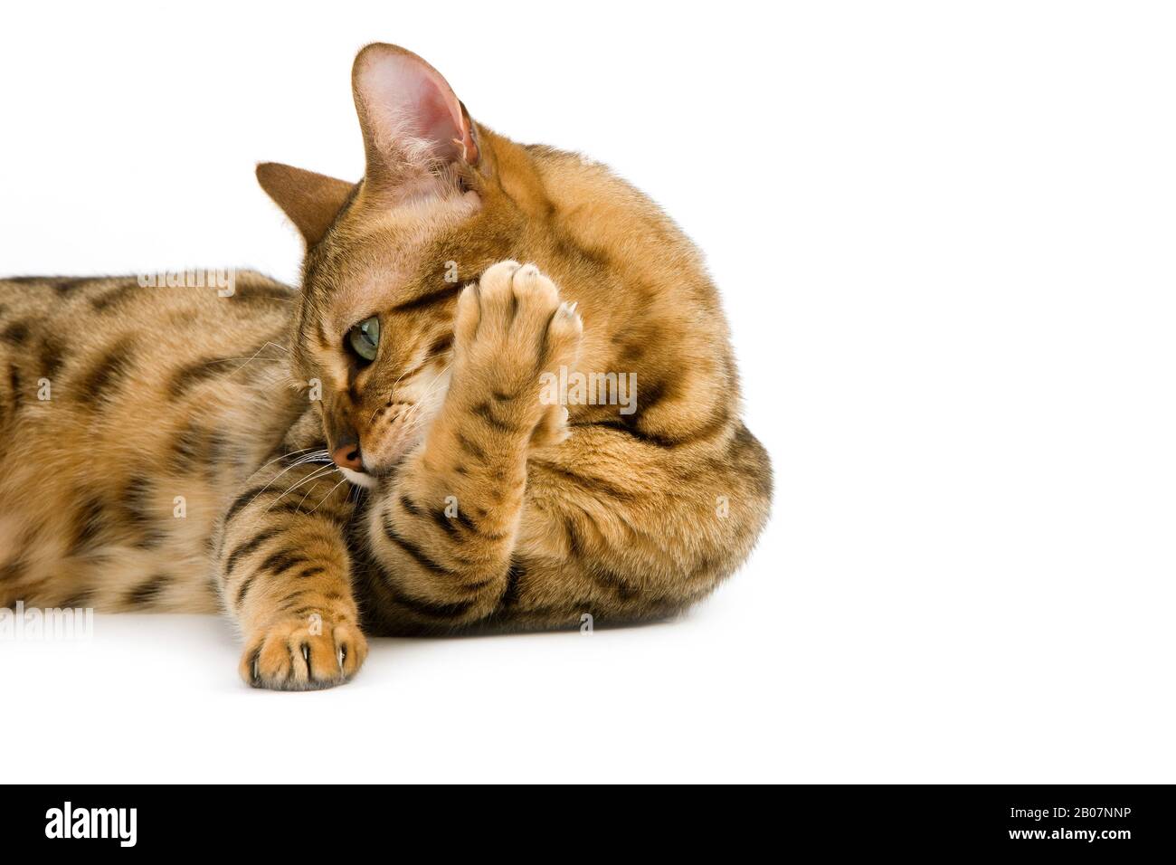 Brown Spotted Tabby Bengal Domestic Cat Grooming against White