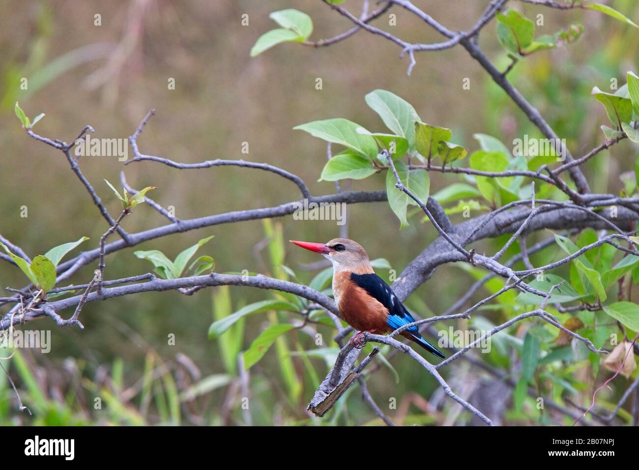 Grey-headed Kingfisher, (Halcyon leucocephala), perched on a branch, Gambia. Stock Photo
