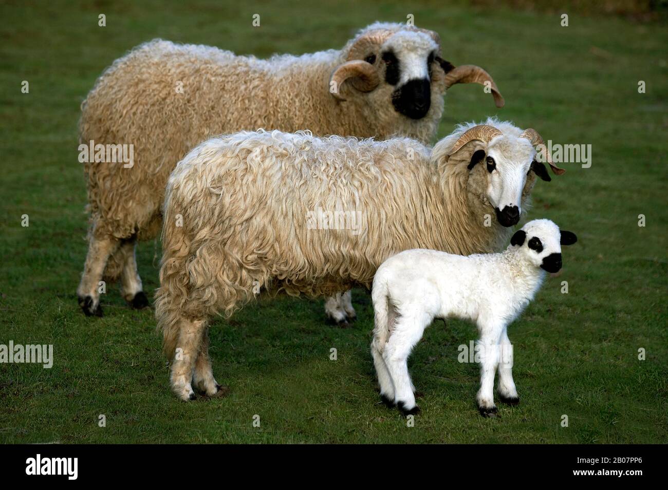 Thones and Marthod Domestic Sheep, Ram, Ewe and Lamb Stock Photo - Alamy