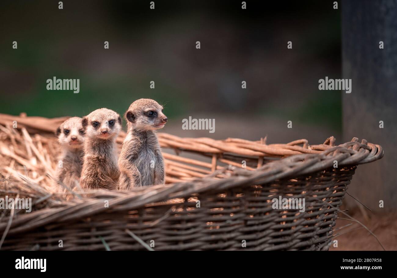 Animals live underground hi-res stock photography and images - Alamy Animals live underground hi-res stock photography and images - Alamy