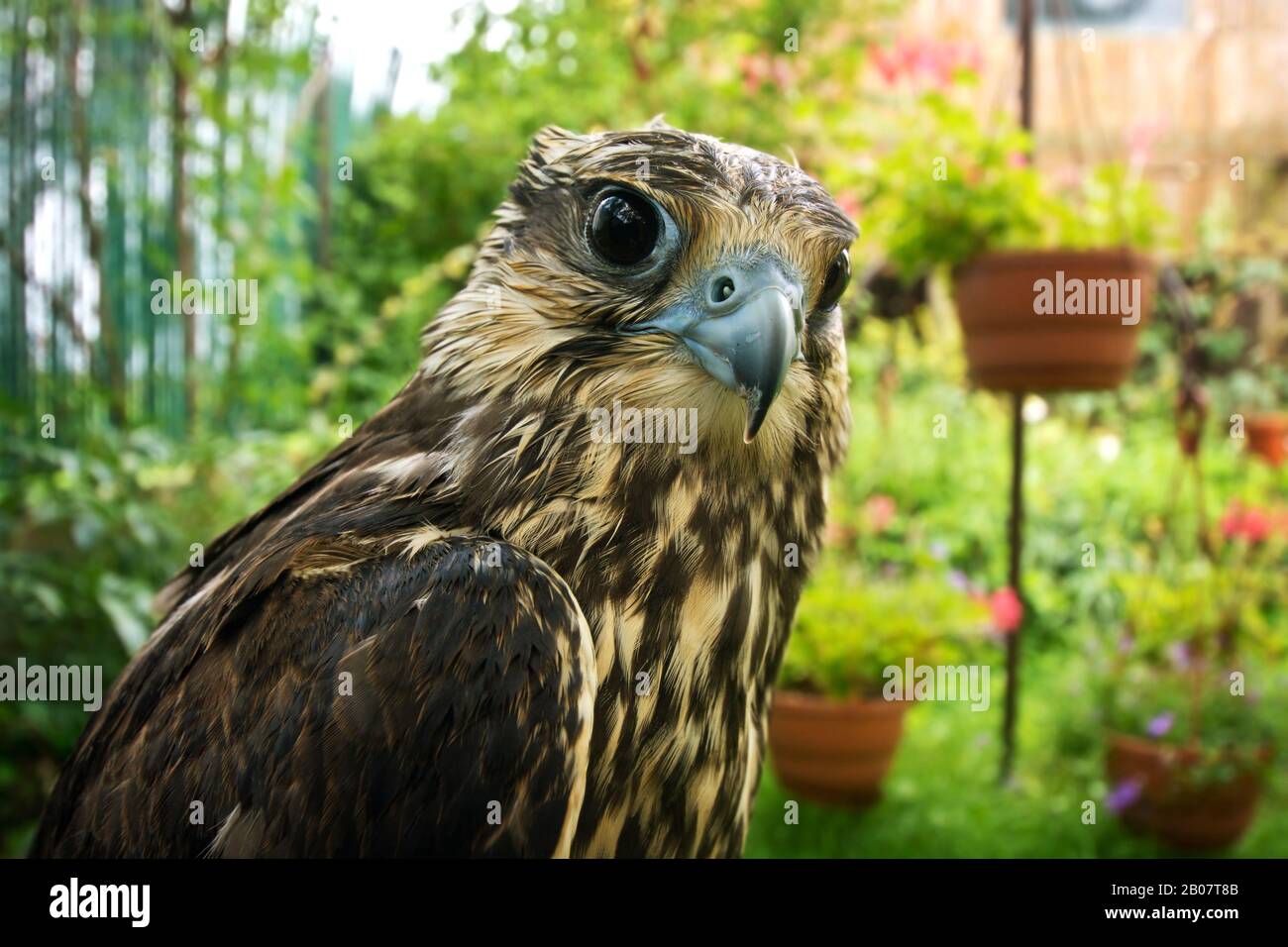 Falcon portrait close up. Birds of prey in nature. Stock Photo