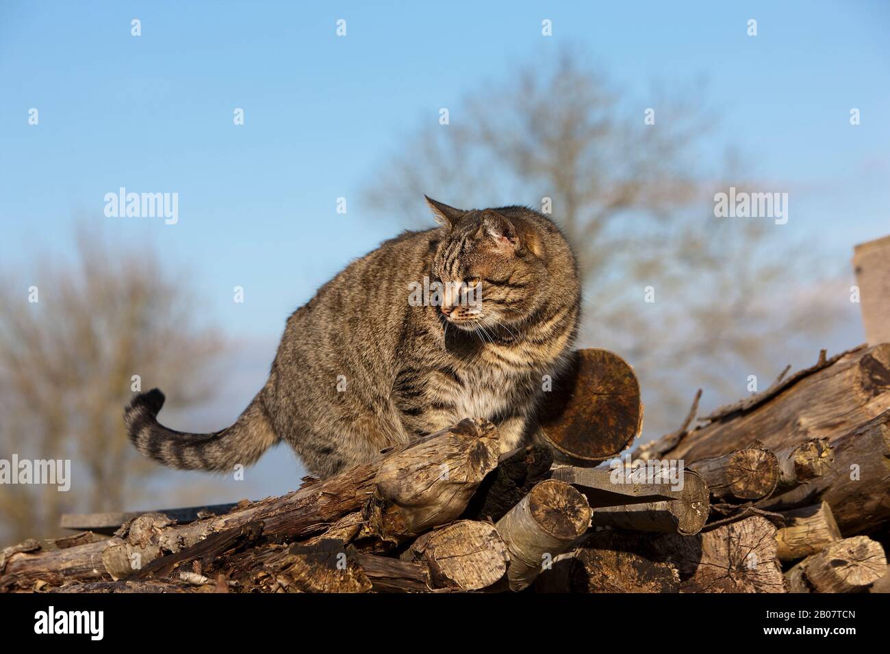 Brown Tabby Domestic Cat, Female standing on Stack of Wood Stock Photo ...