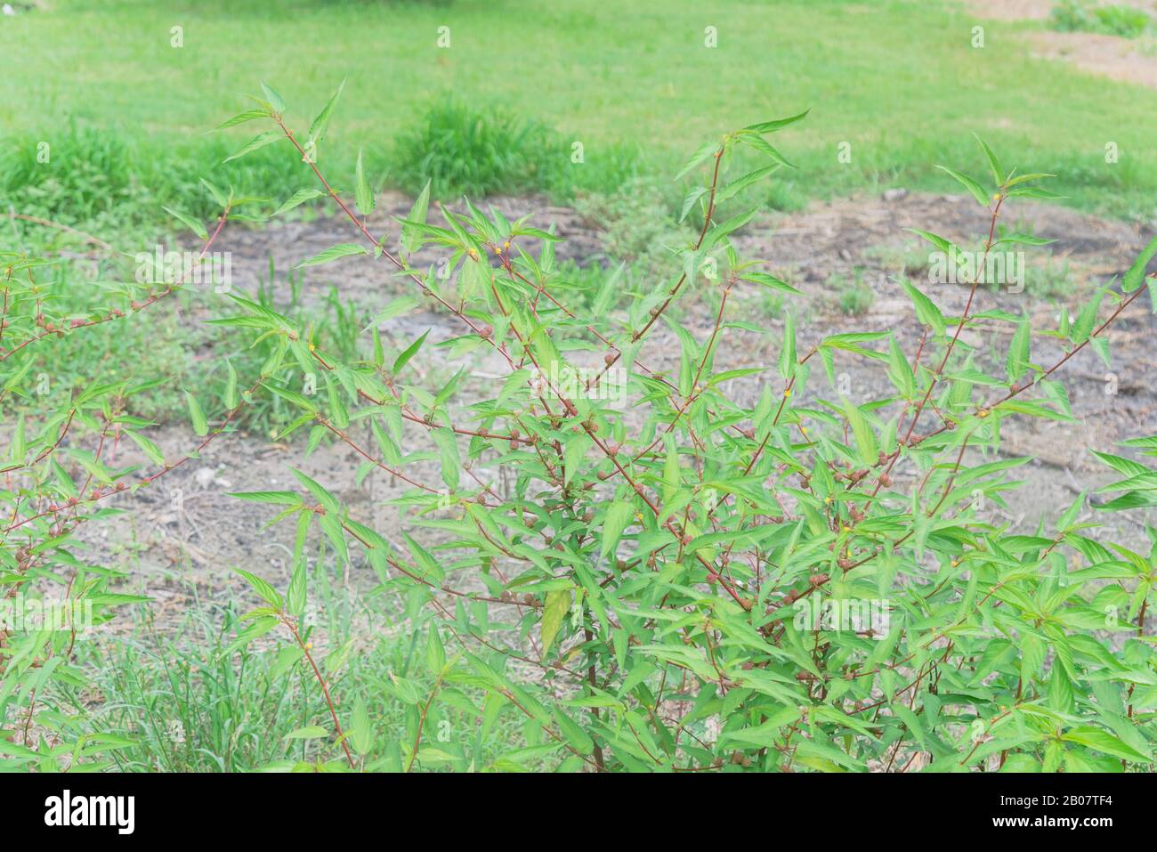 Huge bush of tropical jute plant with spindleshaped fruit cultivated