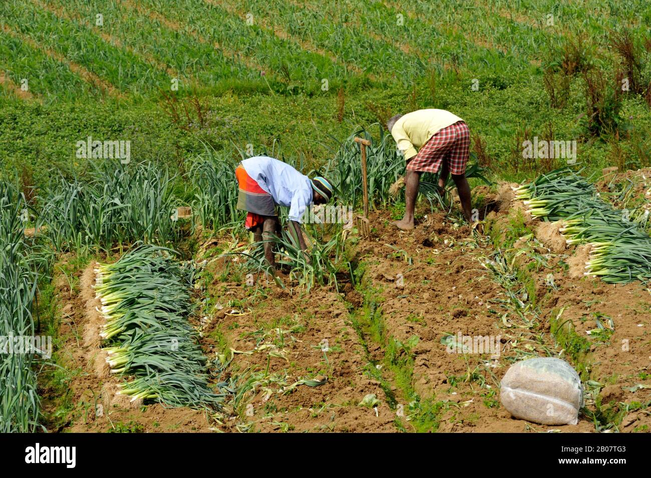Sri Lanka, Nuwara Eliya, farmers harvesting leeks Stock Photo