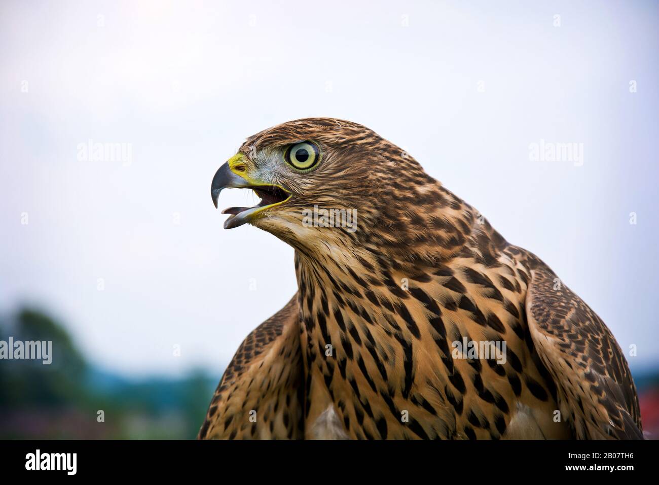 Hawk portrait. Birds of prey in nature. Stock Photo