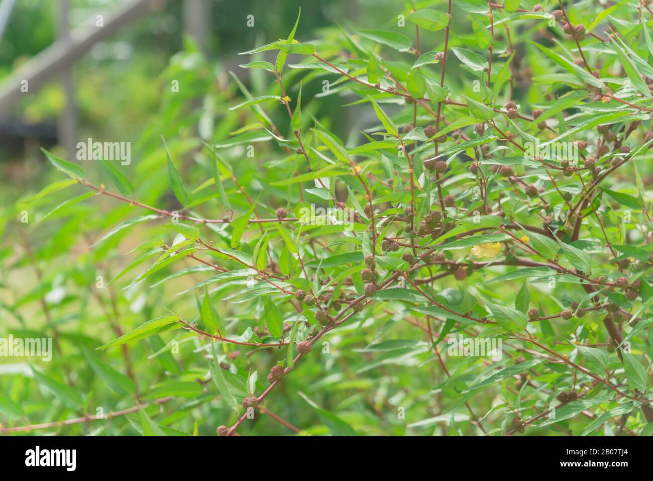 Branches of jute plant with many spindleshaped fruit cultivated in
