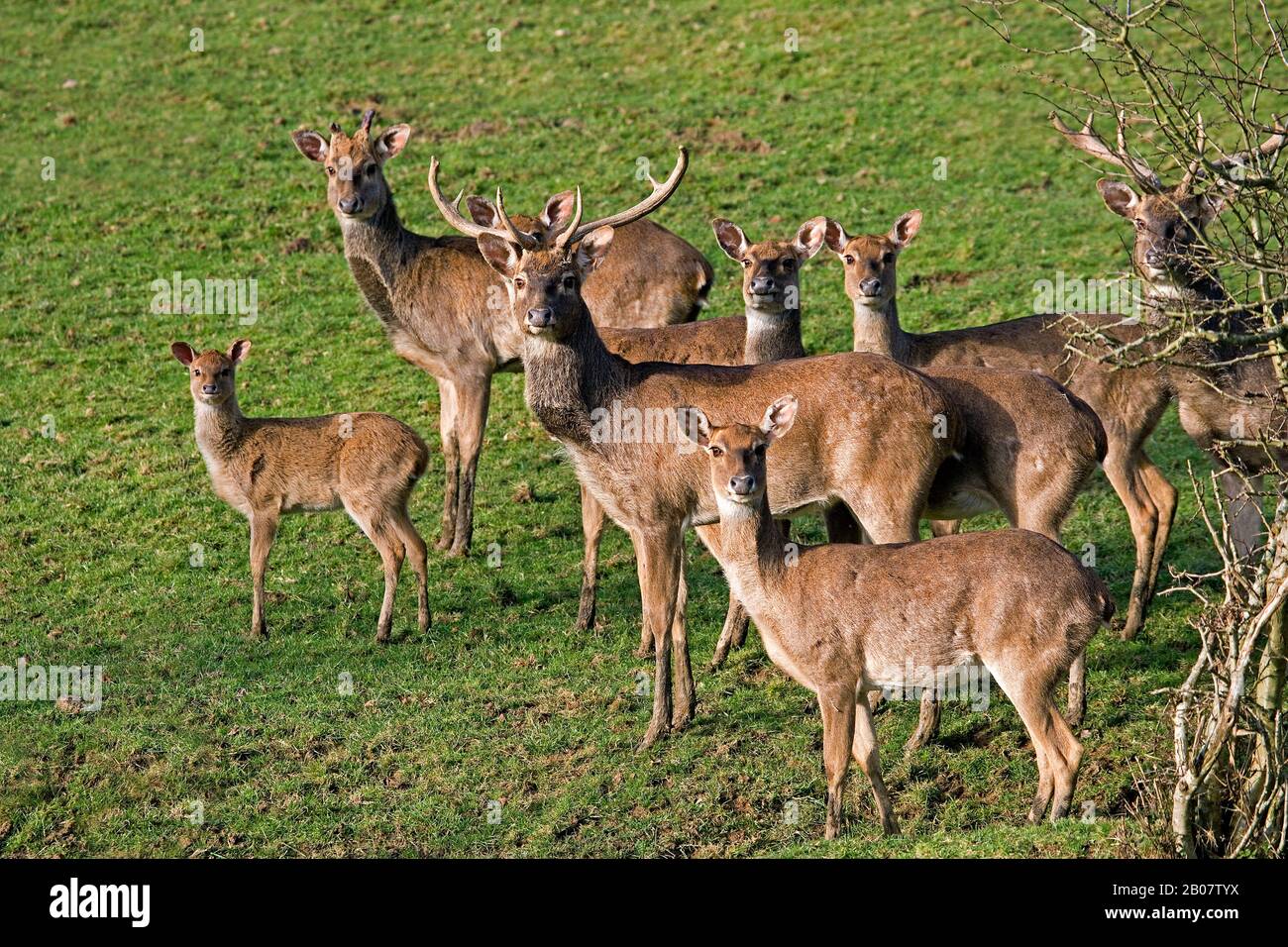 Eld's Beer or Brown-Antlered Deer, cervus eldii, Herd Stock Photo