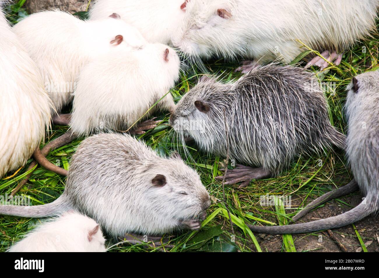 Many muskrats eating grass. Wildlife of animals Stock Photo - Alamy