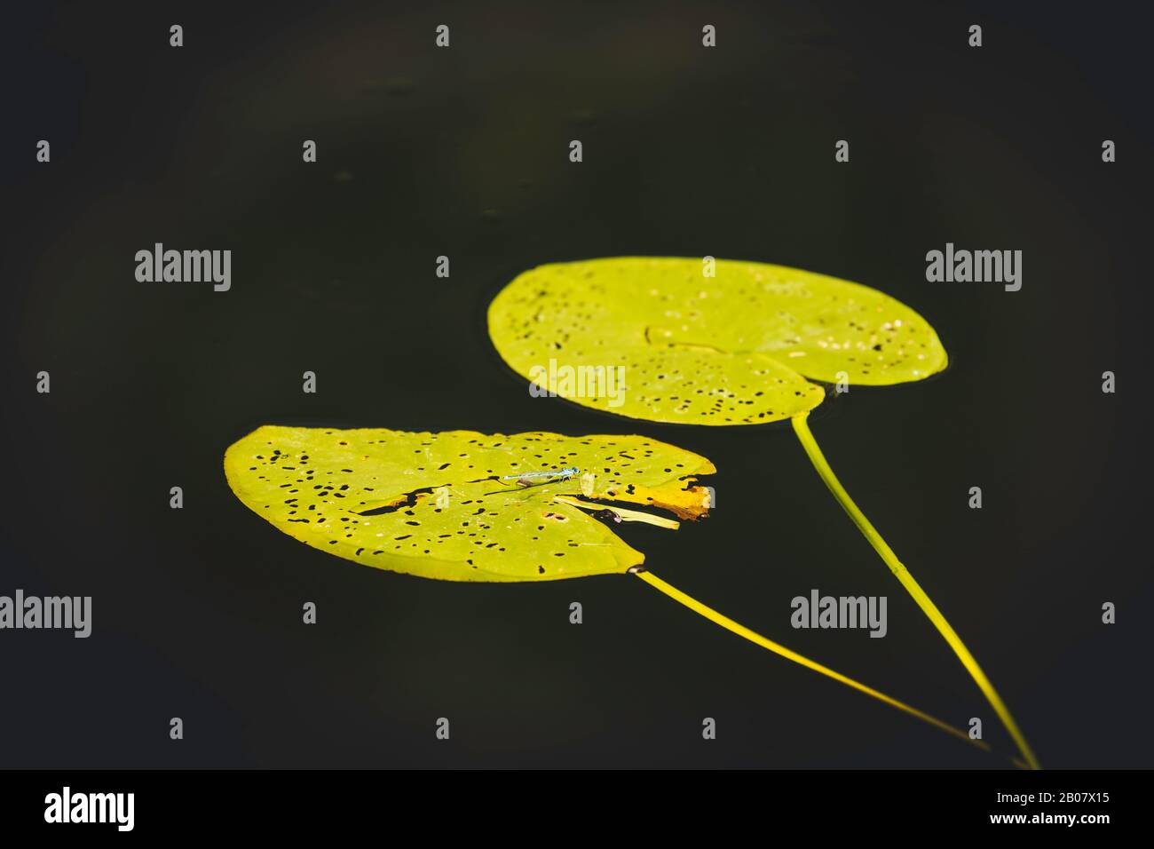 Water lily leaves floating on the surface Stock Photo - Alamy