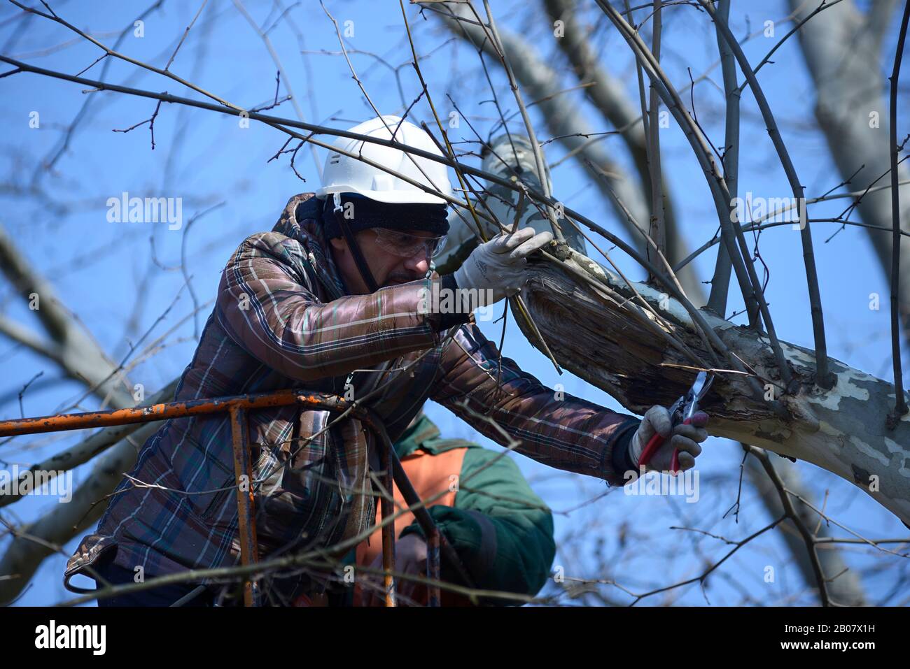Arborist pruning tree with garden shears using truckmounted lift