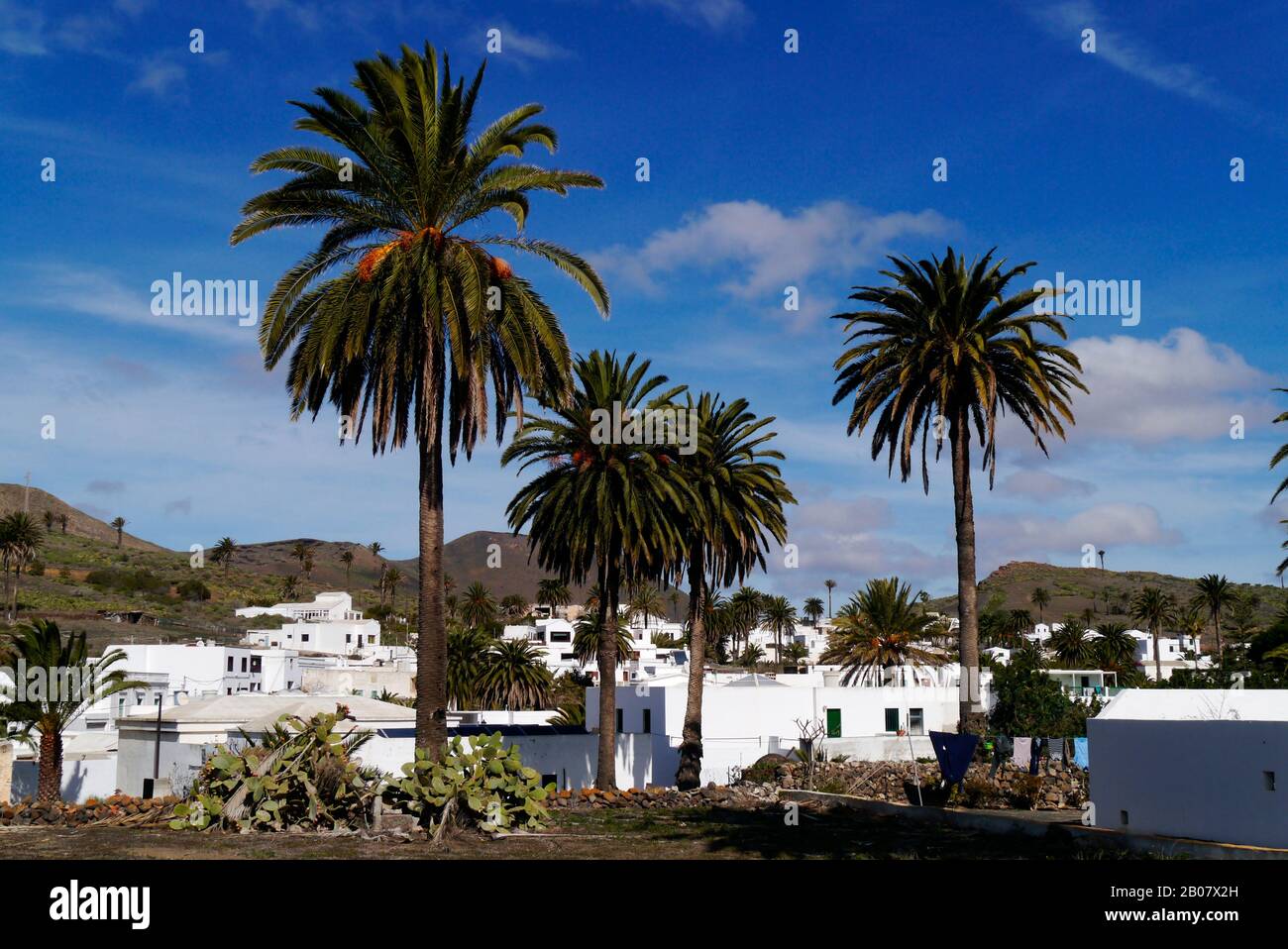 Valley of one thousand palm trees hires stock photography and images