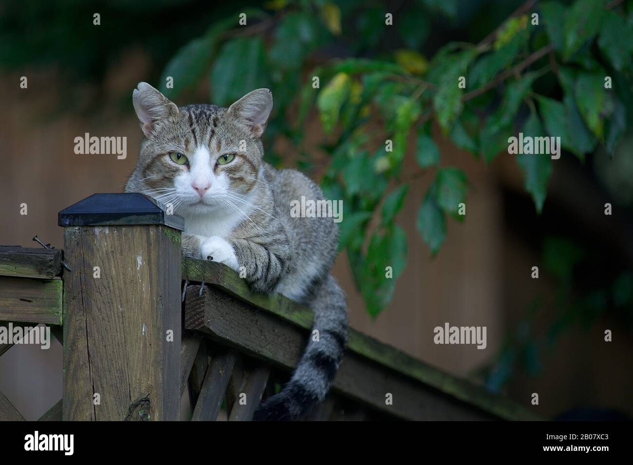 Grey Tabby Cat laying on to of fence Stock Photo - Alamy